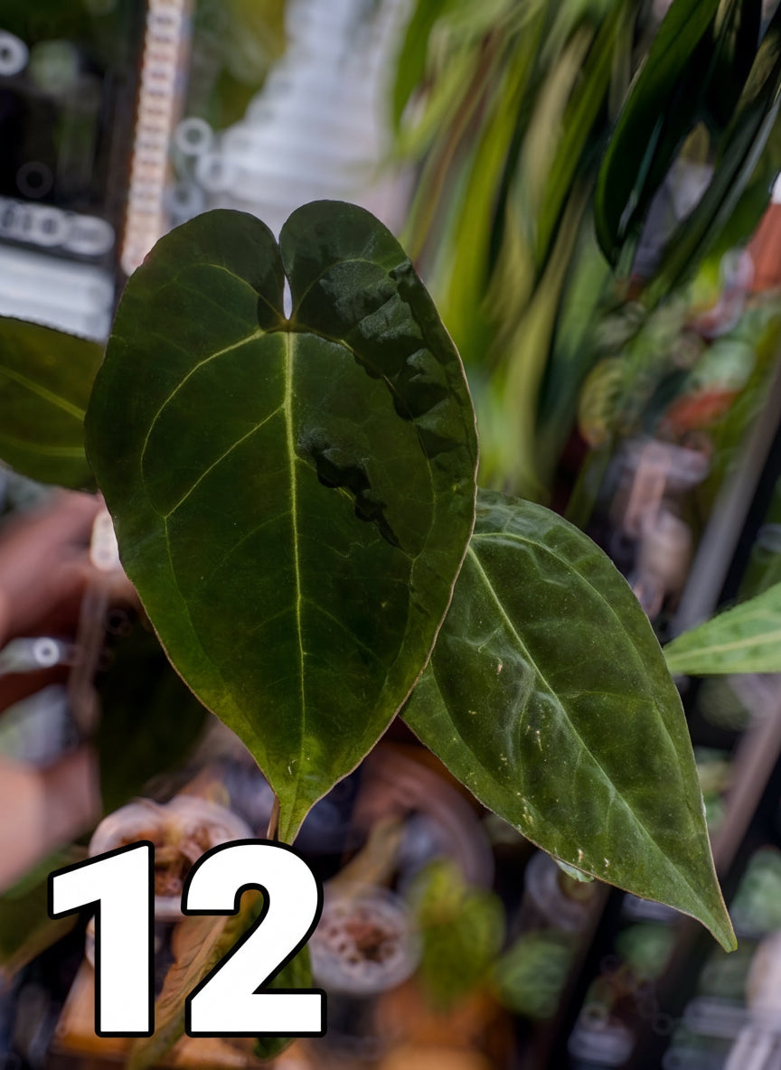 Raspberry NOID x (Papillilaminum ‘Voldemort’ x Guna Yala) Large Adolescent