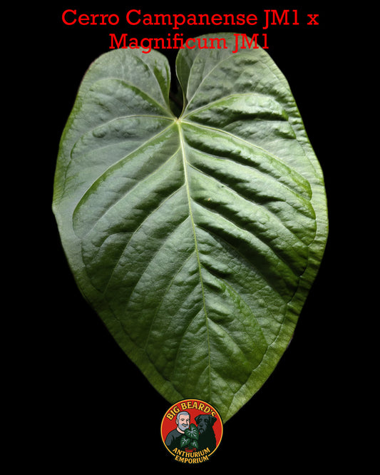 Cerrocampanense x Magnificum -Offset 2