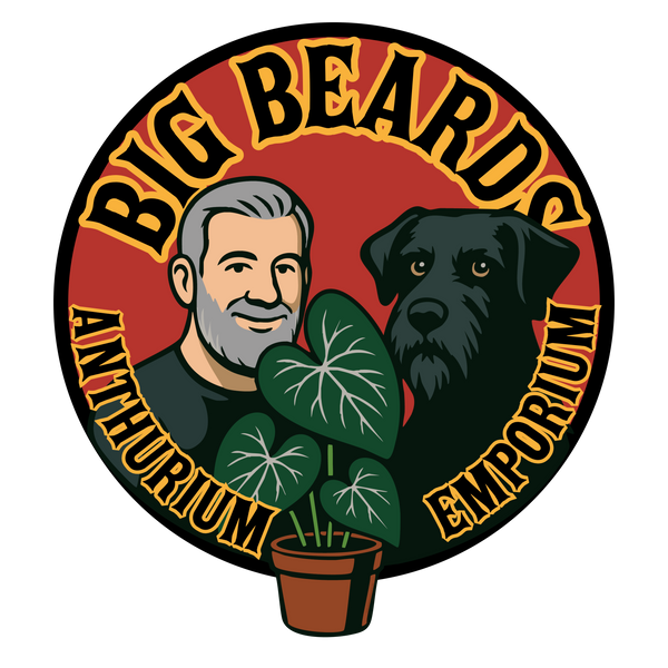 Big Beards Anthurium Emporium